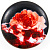 RedRose (красная роза) 34L